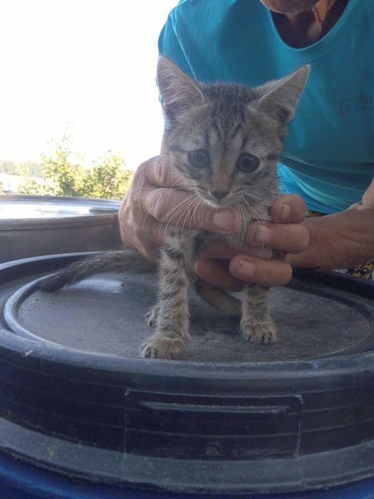 Малки котенца търсят своя дом. Подарявам малки котенца-3 от тях са на около 3 месеца , а другите на не повече от 2 месеца