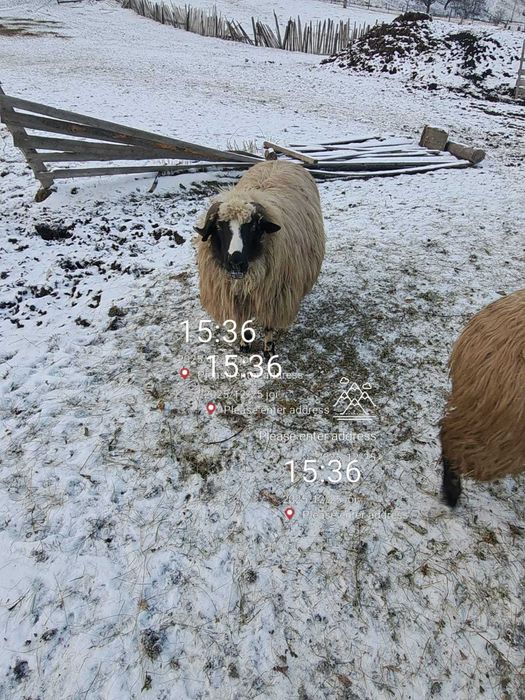 Vând oi breze tinere