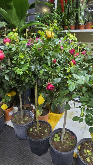 Роза дерево. Комнатная роза. Роза в горшке