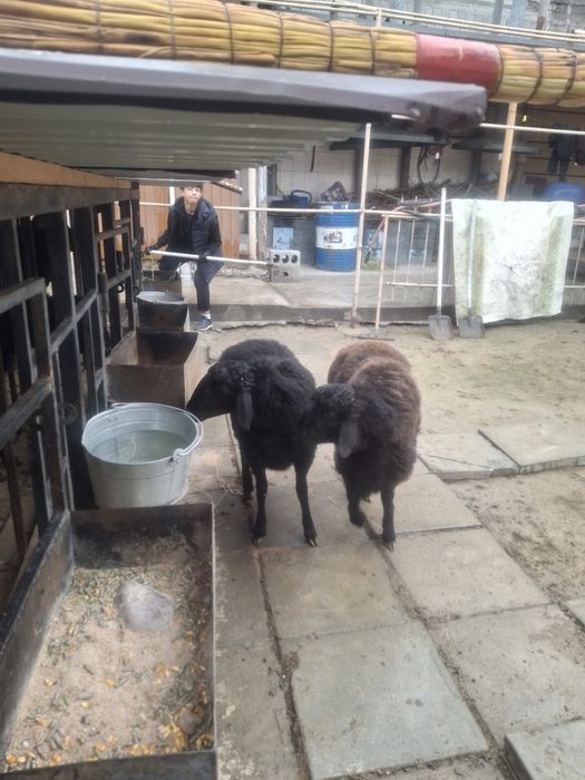 Тоқтылар бар семиз