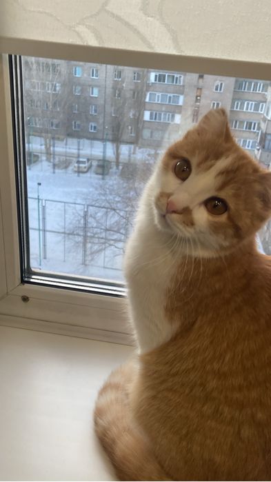 Отдам молодого котика