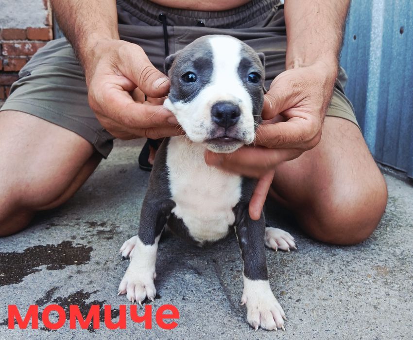 Pitbul-Питбул-Pitbul