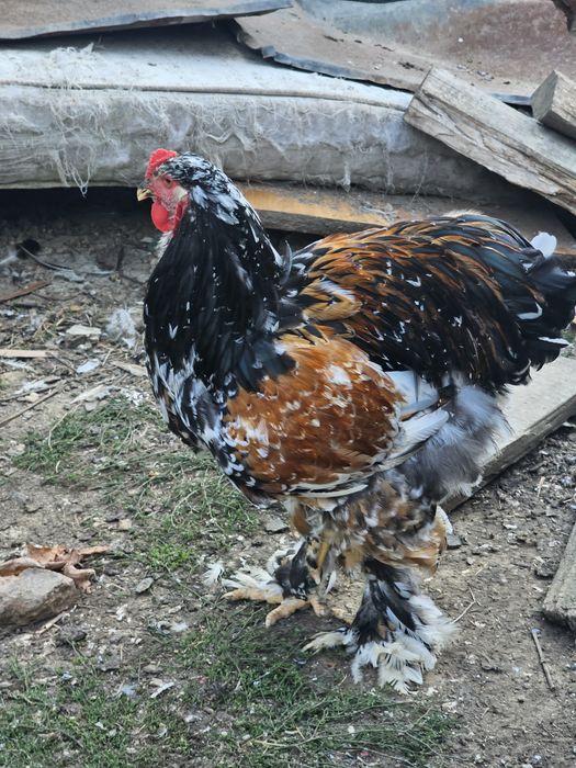 Tineret brahma bobat și porțelan