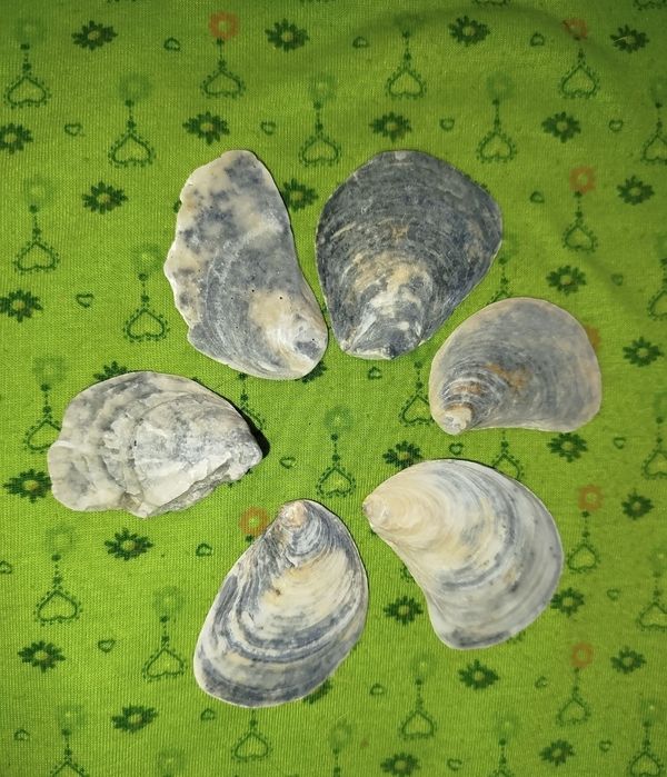 Ракушки- натуральные дары моря