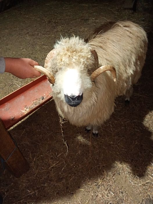 Miori de vânzare 1500lei/bucată