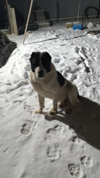 Алабай продается