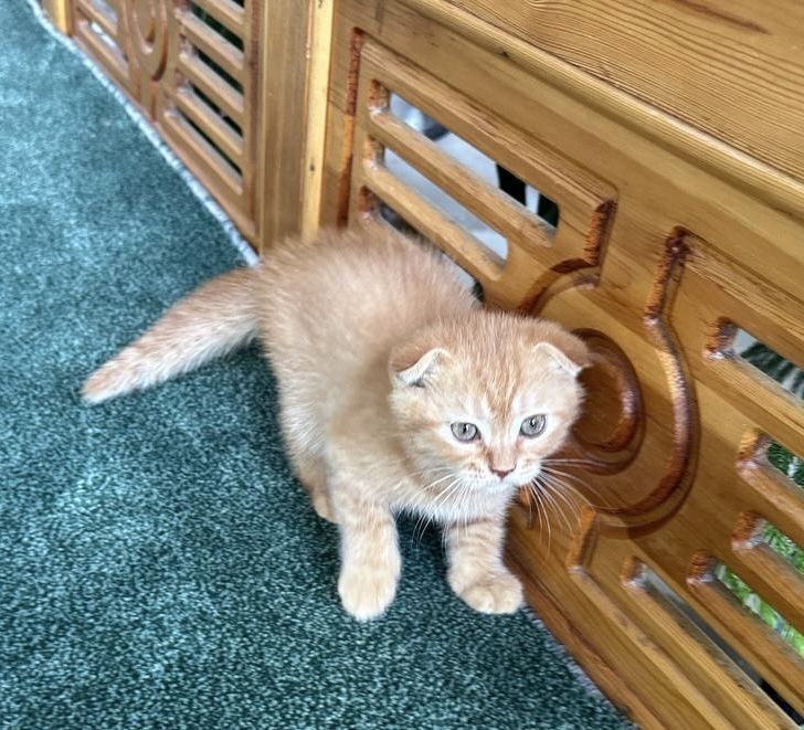Шотландские котята (скотиш фолд) вислоухие