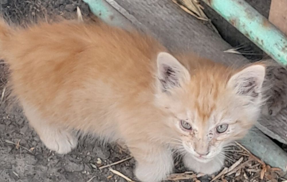 Отдаем любящим и добрым