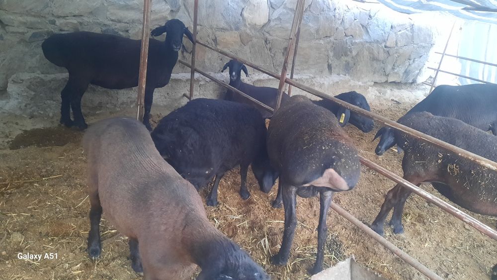 Куйлар сотилади  хамаси
