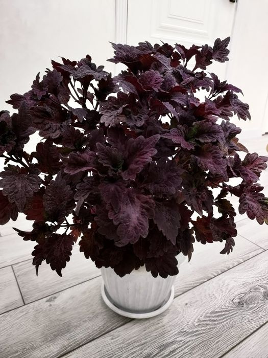 Цветы на подарок.  Есть доставка