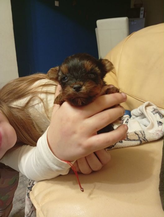 Yorkshire terrier mini