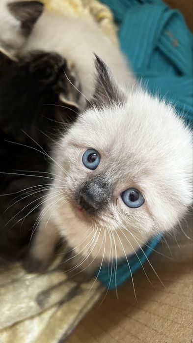 Девочка кошечка