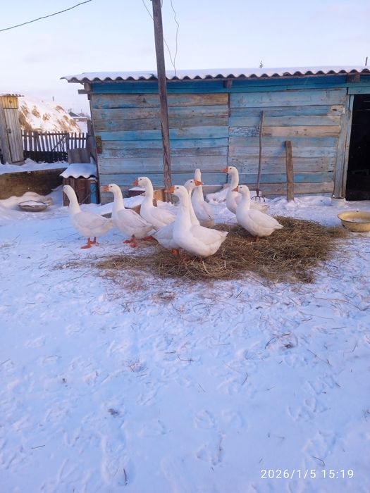 Гуси продам гуси продам