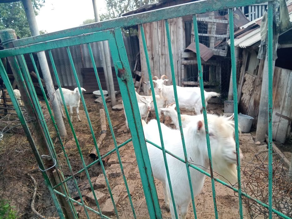 Продам коз и козлят