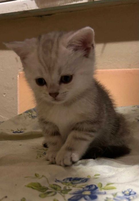 Котята Шотландские  !