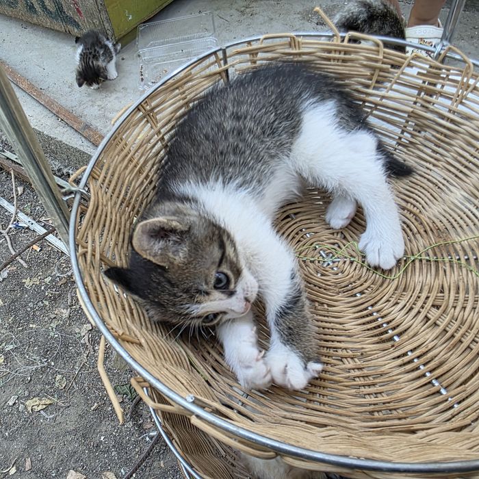 Котята в добрые руки.