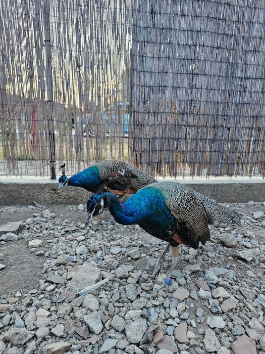 Pauni standard de vanzare