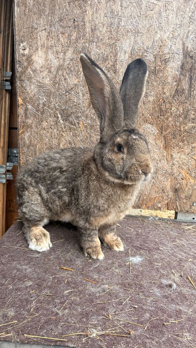 Mascul uriaș german