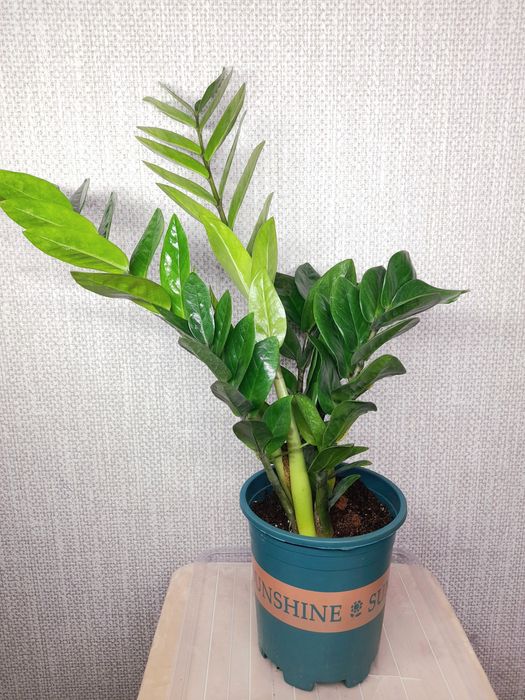 Продам Замиокулькас