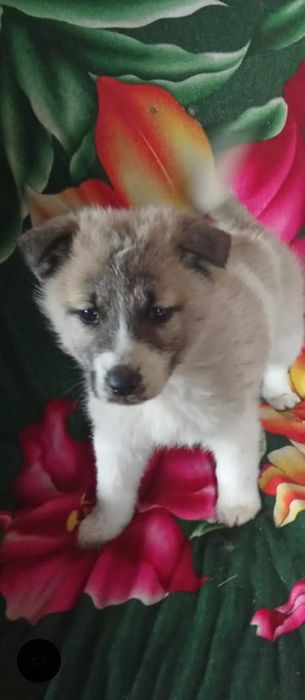 Щенки ищут хороших хозяев!