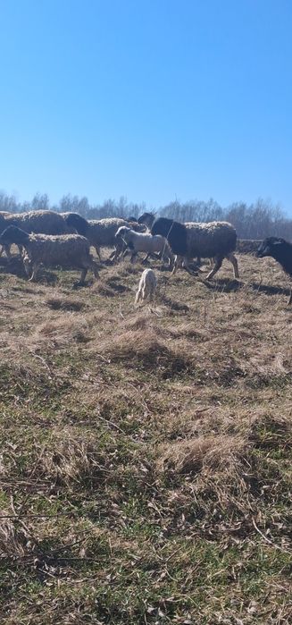Oi metis țurcană cu droper