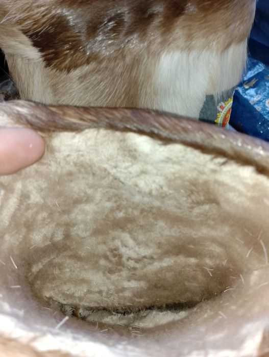 Terili  etiklar  yangi