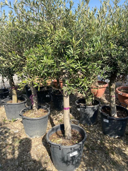 Maslin Olea / Palmier