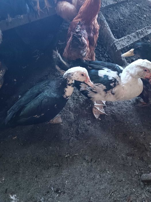 Индоутки, селезни, семья