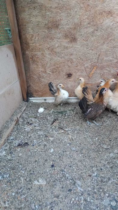 Продам декоративных курей