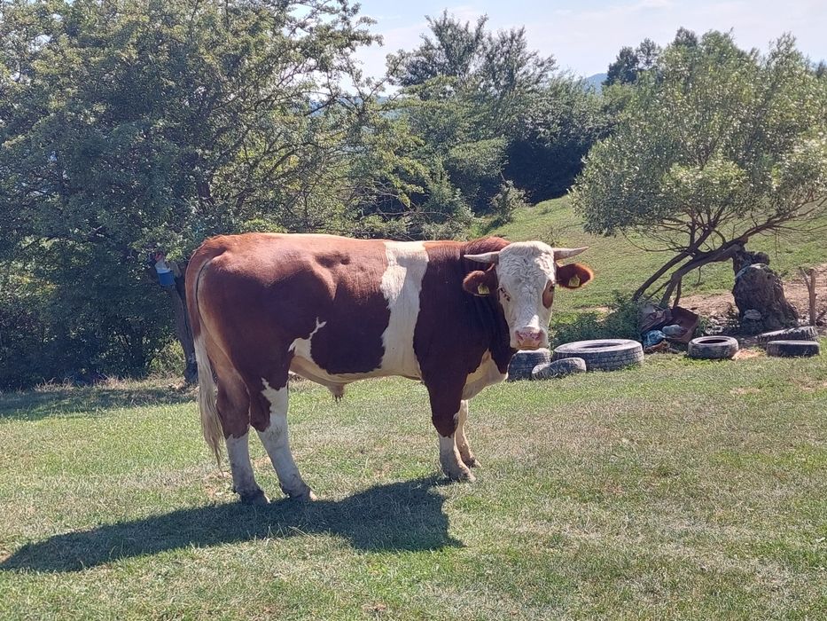 Vând taur de bivol și unu de vaca