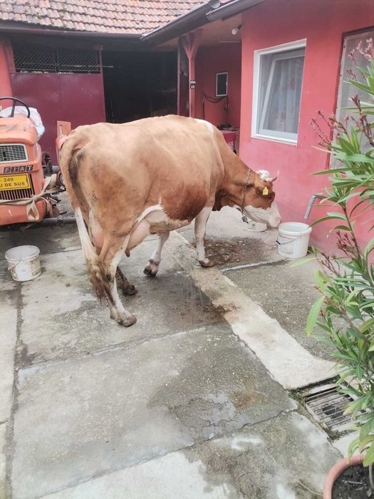 Se vinde vaca baltata românească  are 5 ani a 3 fatare Raportează