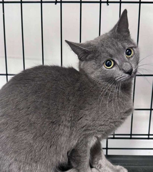 Женско коте Силви търси дом