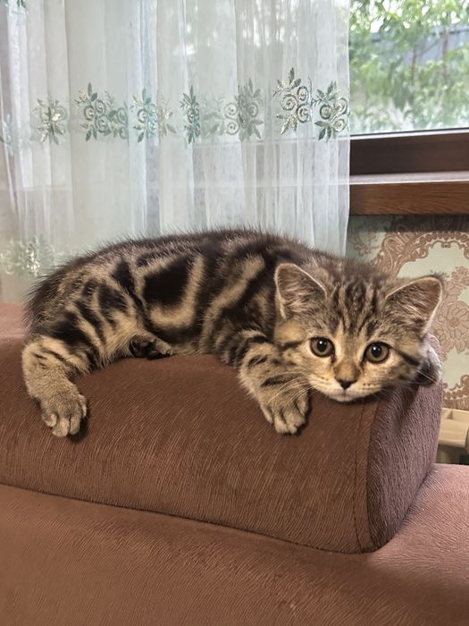 шотландская кошка