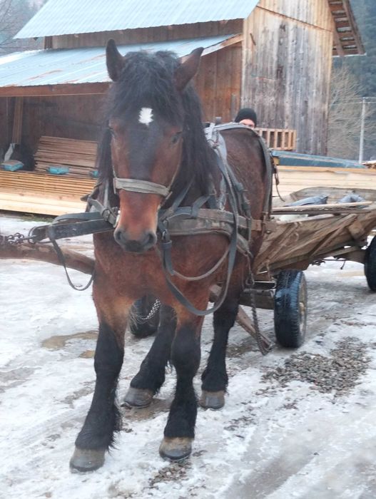 Mânz de trei ani marca fitero