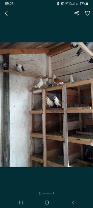 Vand porumbei voiajori de cursa,vineti si pe negru,etc