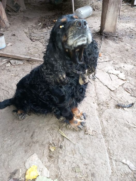 Майте животни @@@@