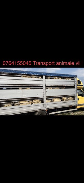 Transport animale vii