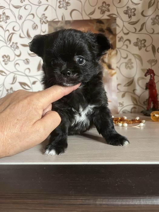 Щенки помчи,шпиц с чихуахуа