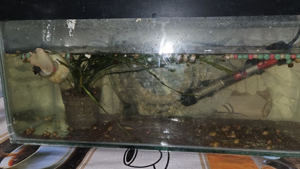 Ulitka bolalari sotiladi