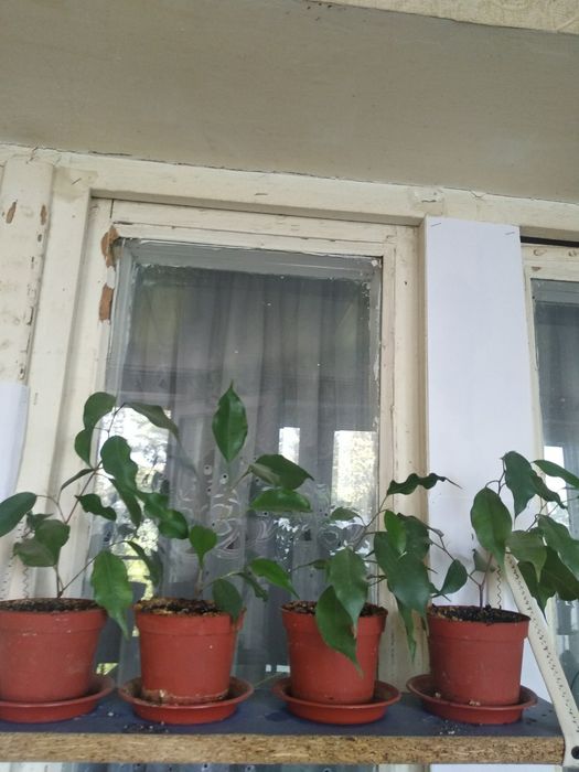 фикус бенджамина продается