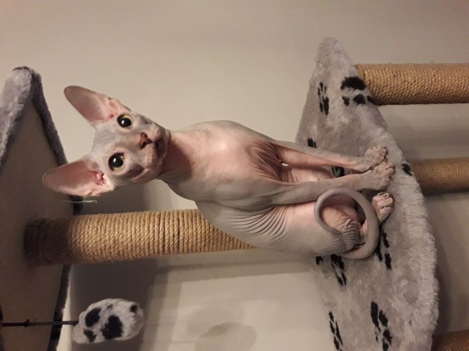 Вязка Канадский сфинкс