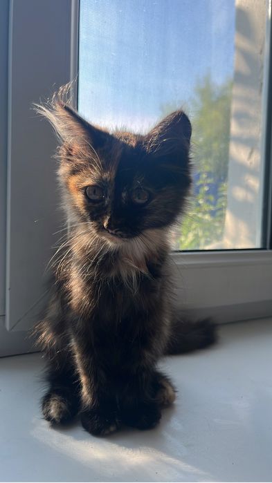 отдам котенка девочку