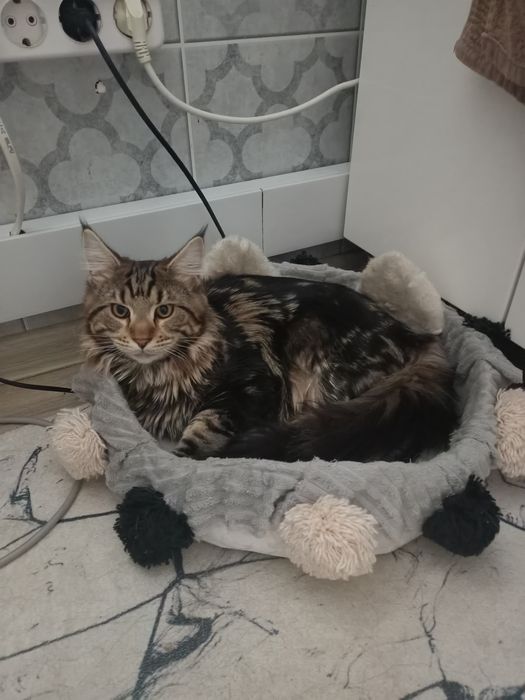 Кот МЕЙН КУН г Аксай
