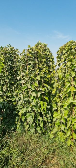 Декоративные тутовники для офиса и дома украшения для вашего ландшафта