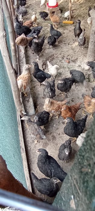 Продаются цыплята разной породы