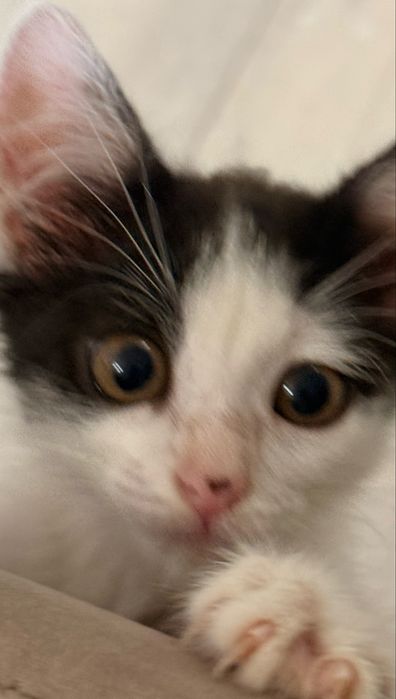 Котенок красивый