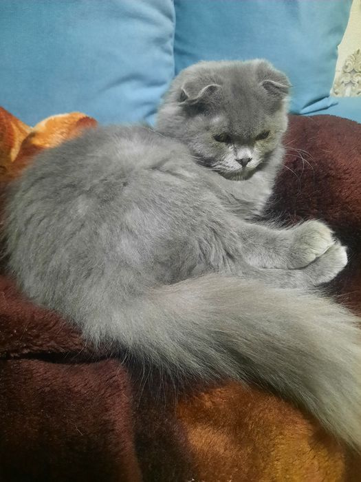 skottish fold o'g'il sotiladi