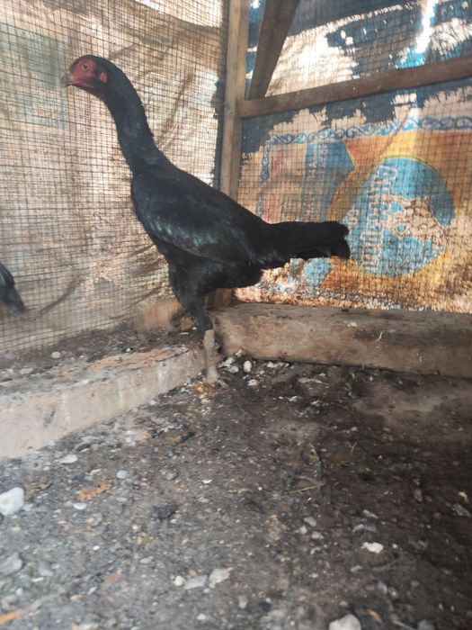 Куры Бойцовый 1 + 1