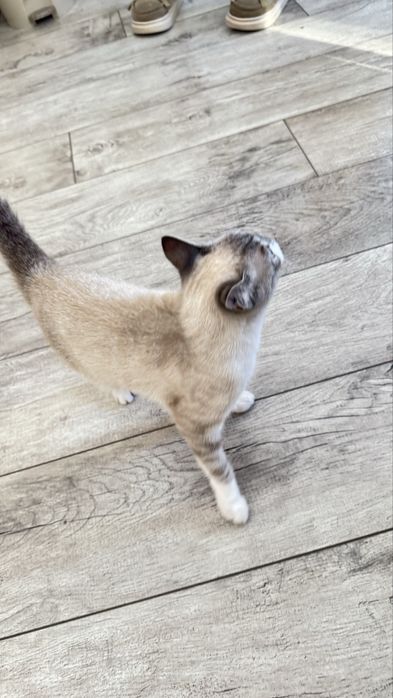 Котенок 7 месяцев