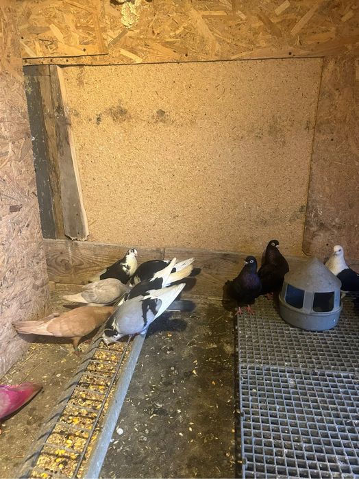 Jucatori de galati si voltati